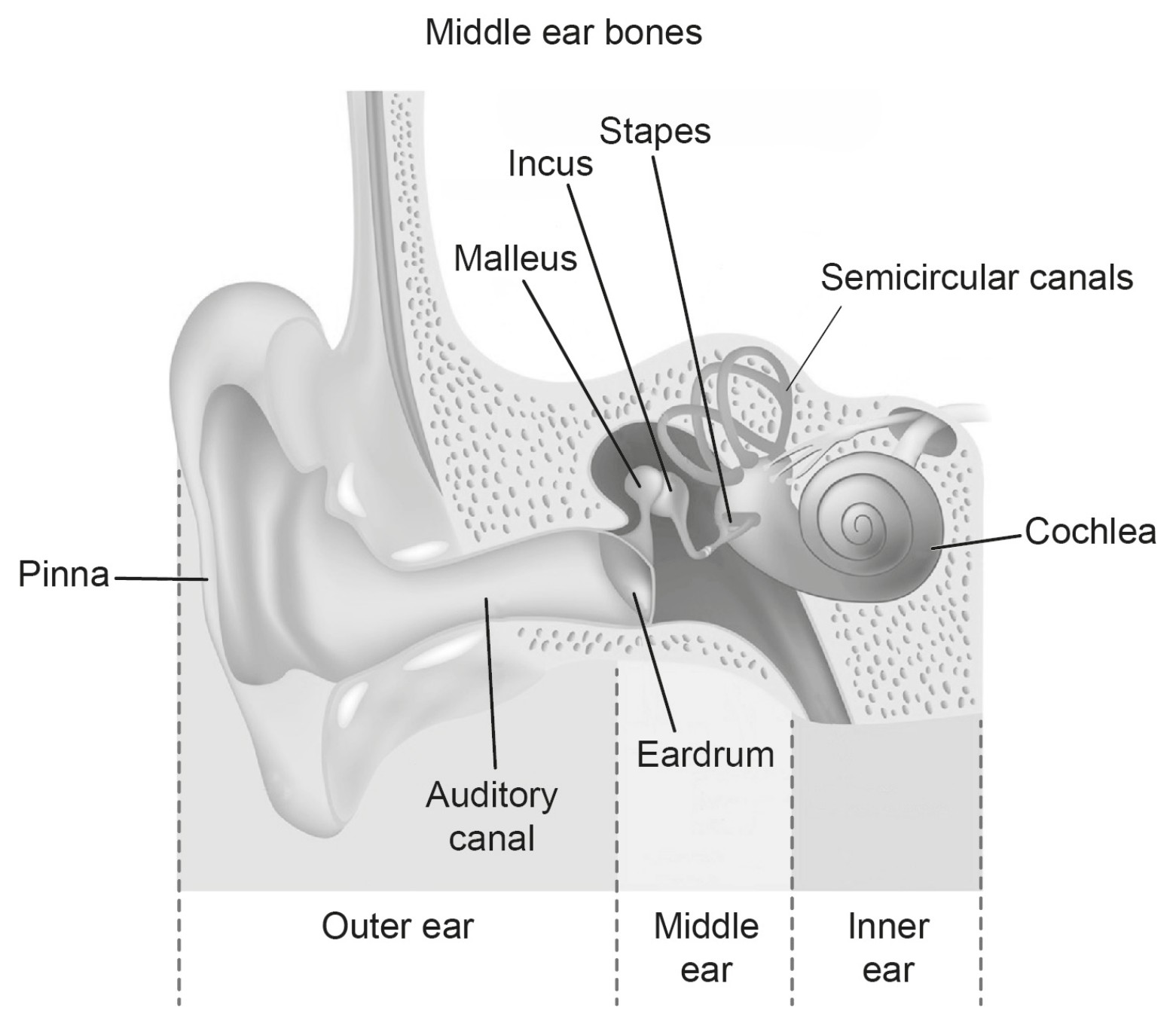 Figure for Question 1 — IB Biology HL