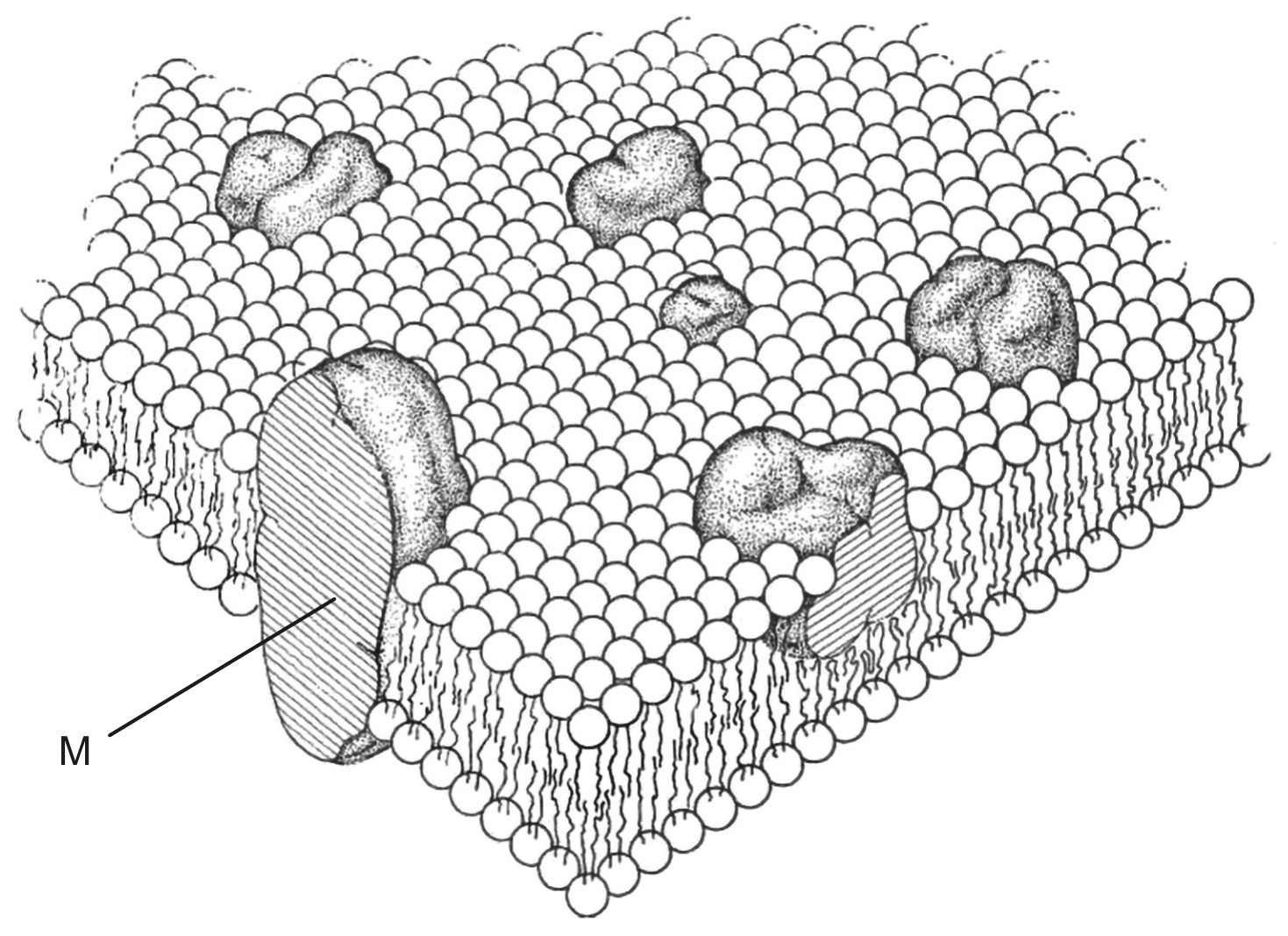 Figure for Question 1 — IB Biology HL