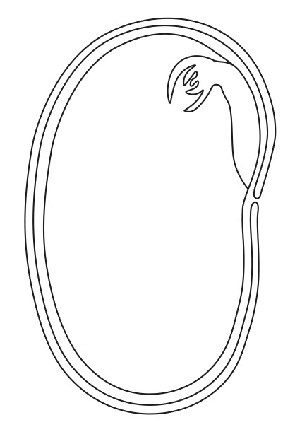 Figure for Question (a) — IB Biology HL