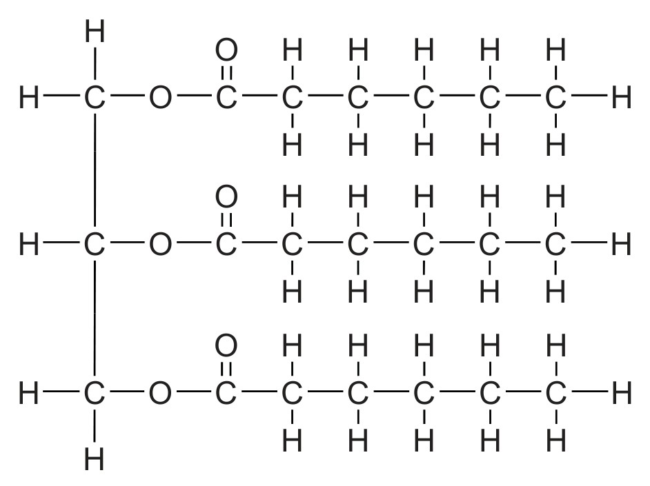 Figure for Question 1 — IB Biology HL — Option B