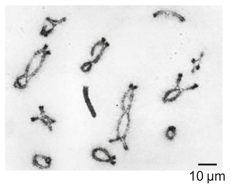 Figure for Question 1 — IB Biology HL