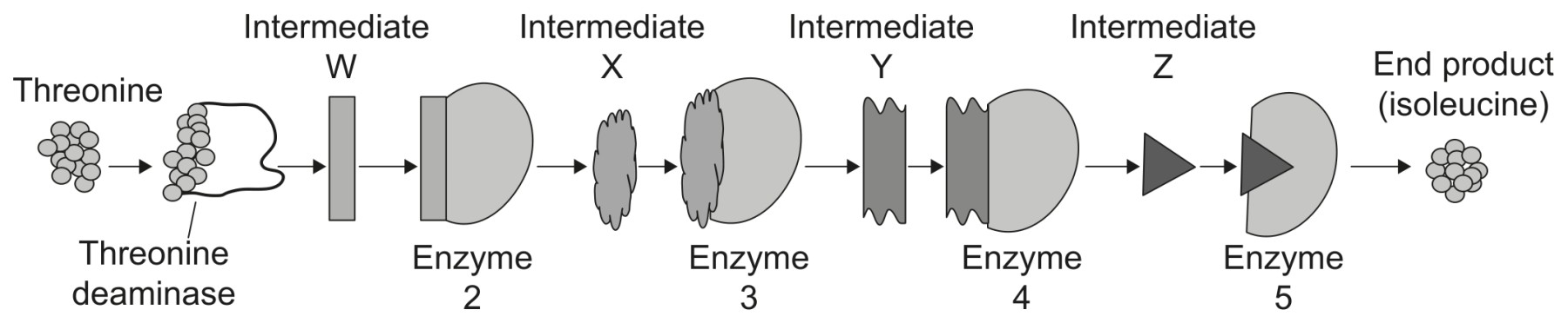 Figure for Question 1 — IB Biology HL