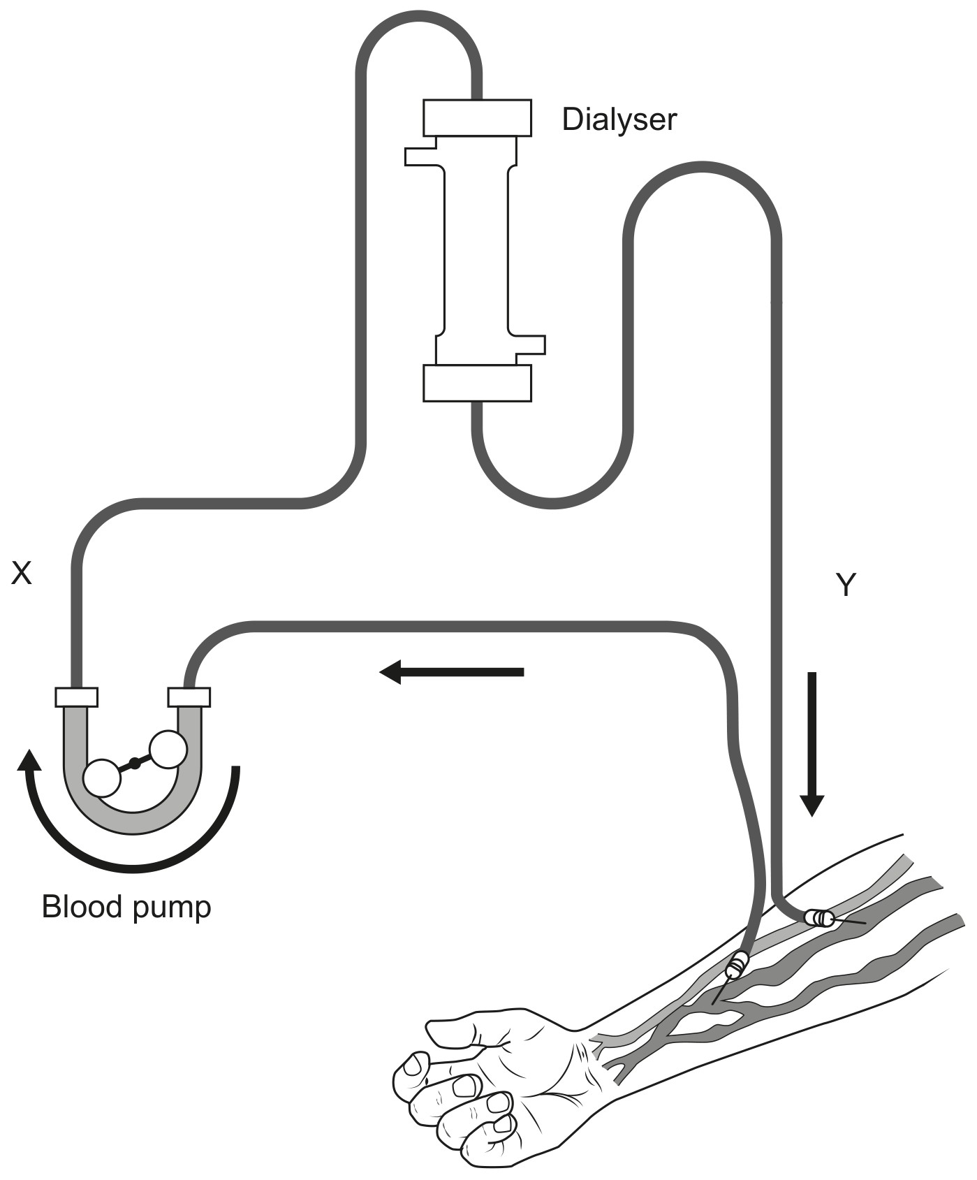 Figure for Question 1 — IB Biology HL