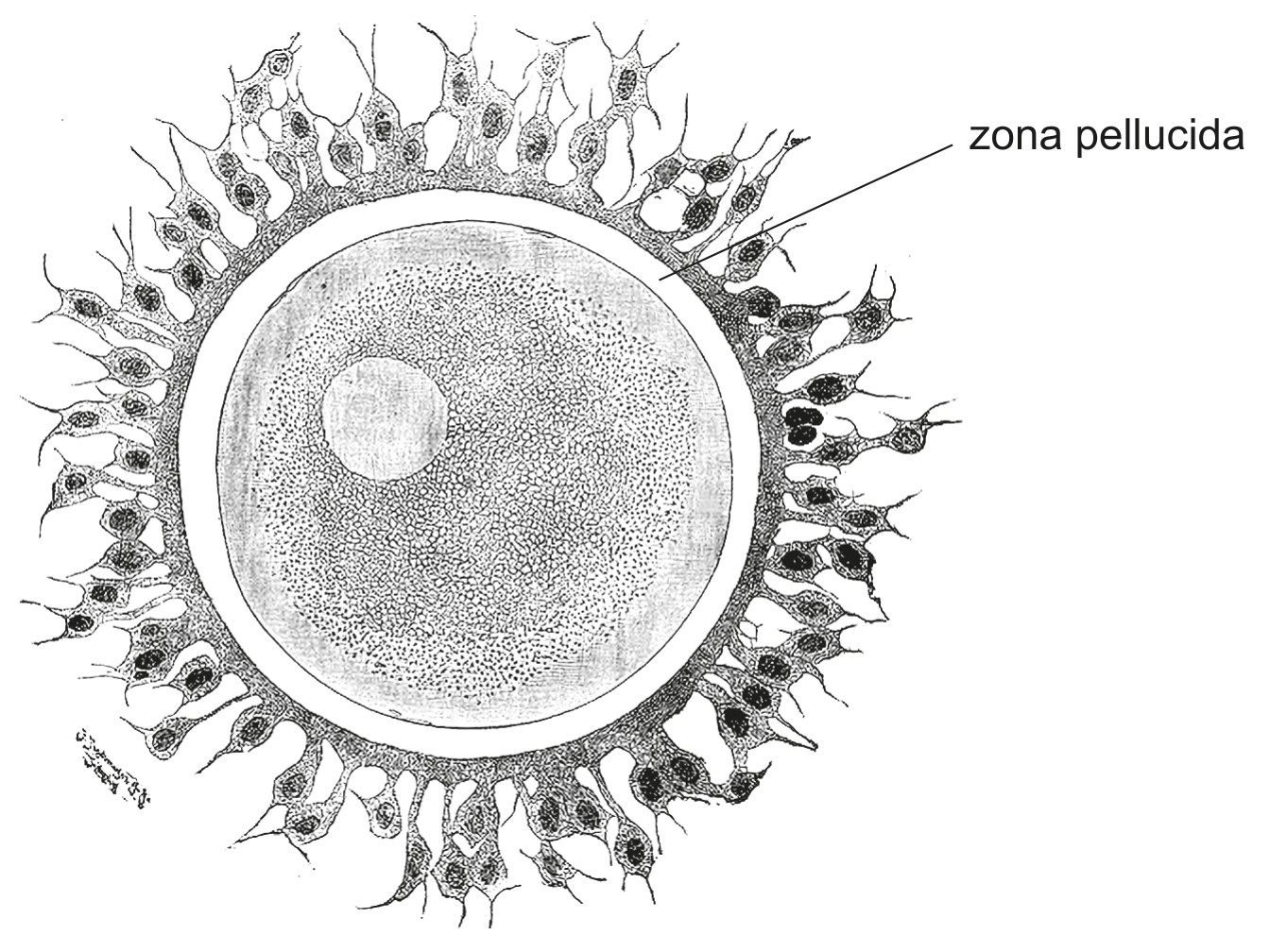 Figure for Question 1 — IB Biology HL