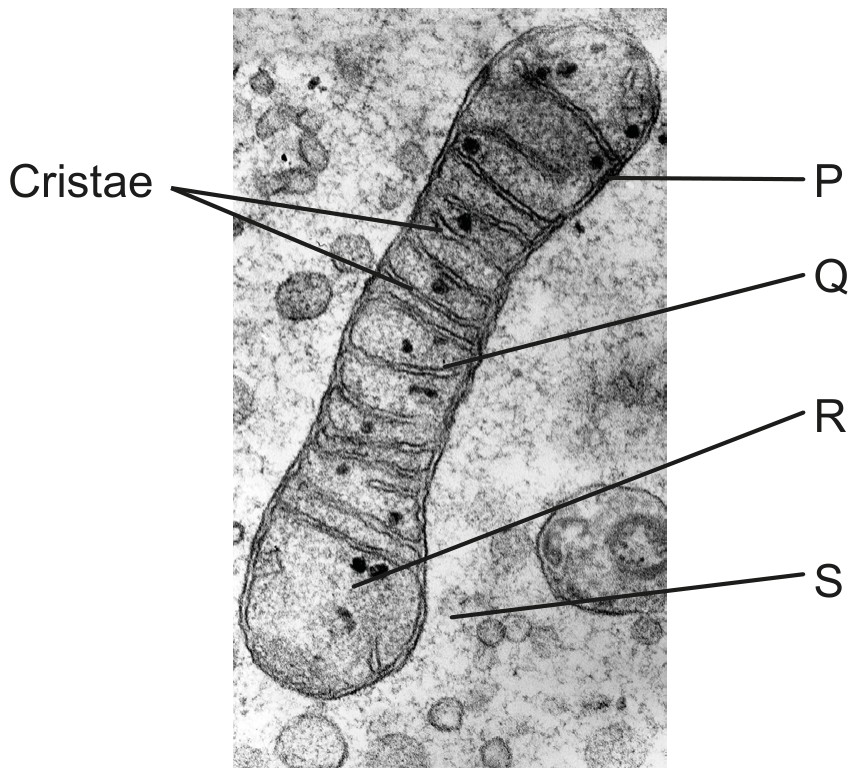 Figure for Question 1 — IB Biology HL