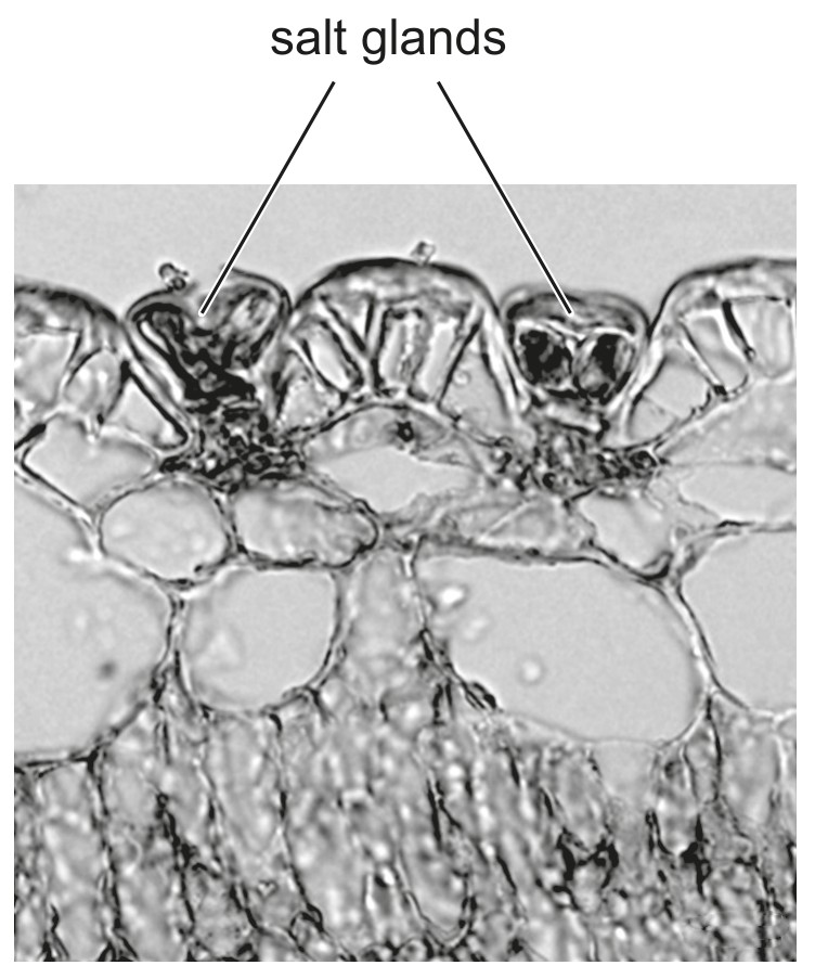 Figure for Question 1 — IB Biology SL