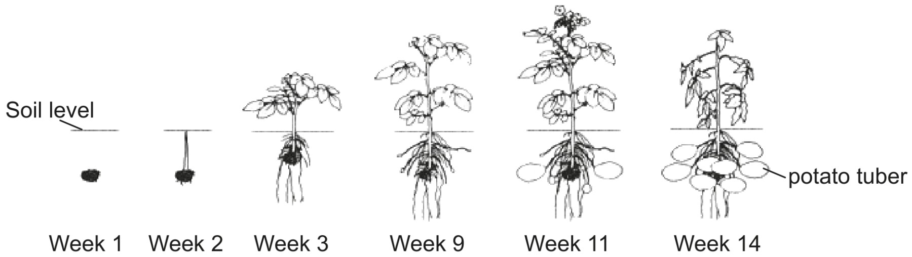 Figure for Question 1 — IB Biology HL