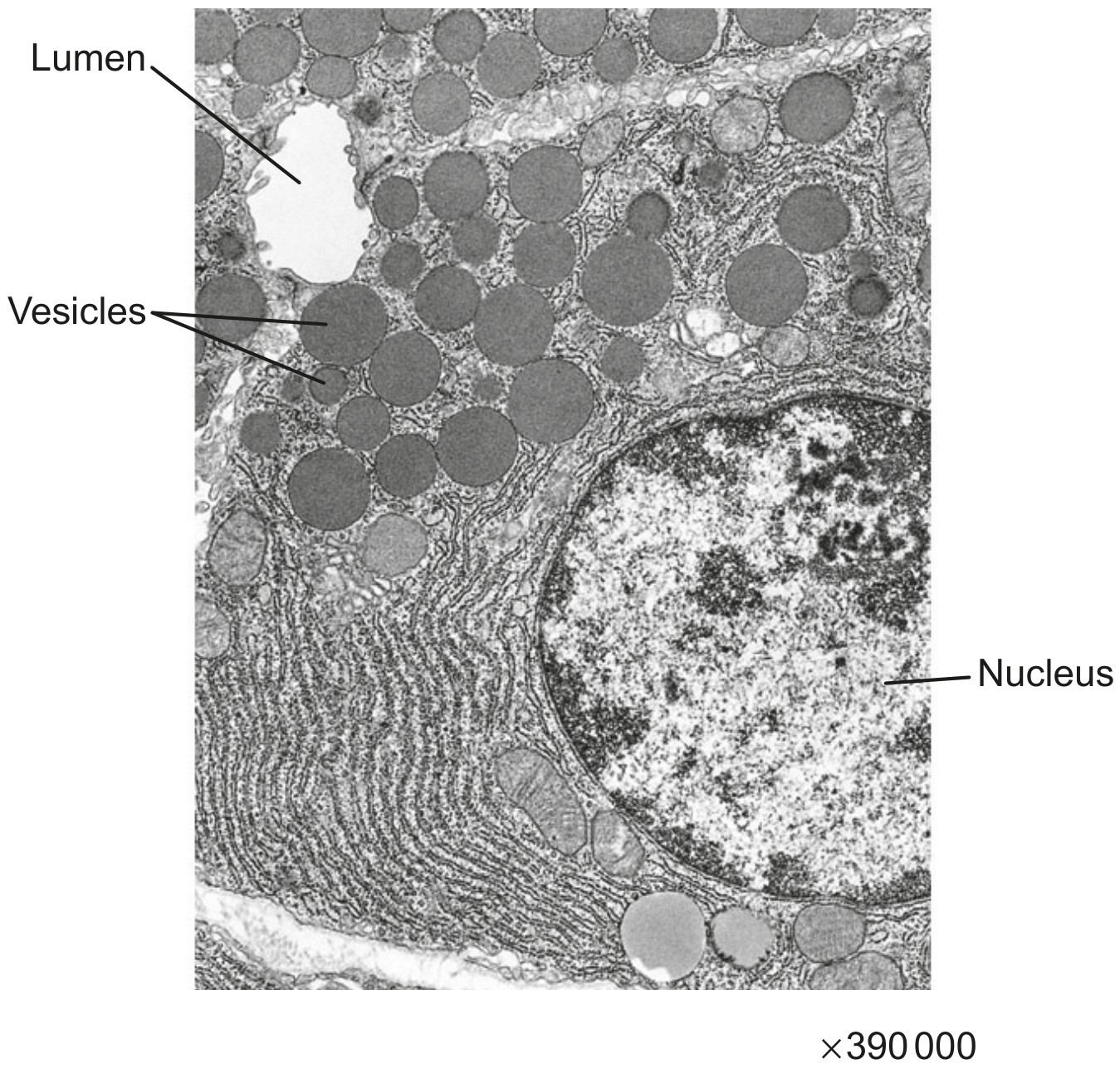 Figure for Question 1 — IB Biology HL