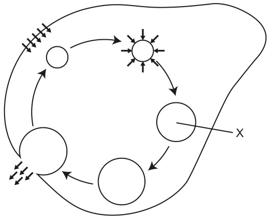 Figure for Question 1 — IB Biology SL