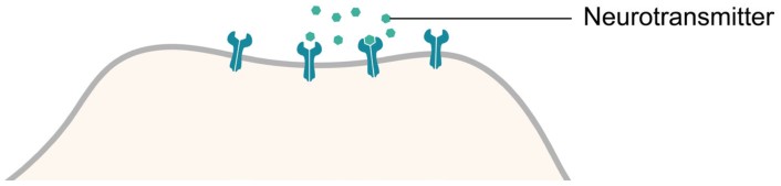 Figure for Question 1 — IB Biology SL