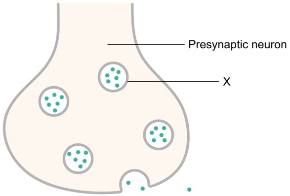 Figure for Question 1 — IB Biology SL