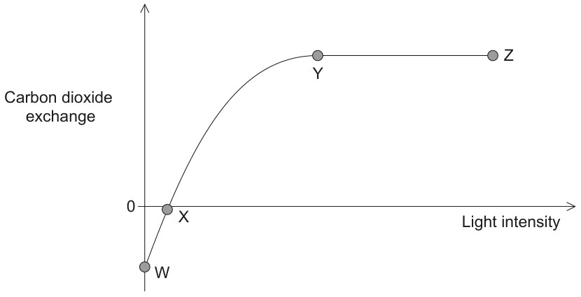 Figure for Question 1 — IB Biology SL