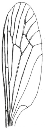 Insect