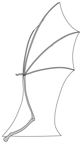 Bat
