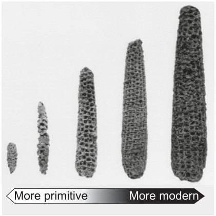 Figure for Question 1 — IB Biology SL