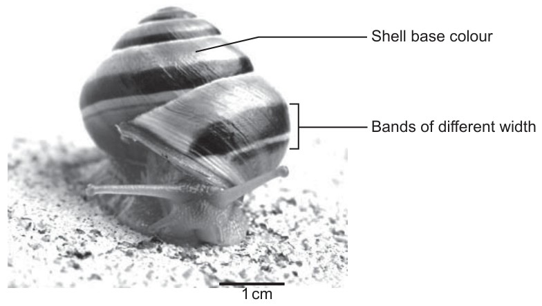 Figure for Question 1 — IB Biology SL