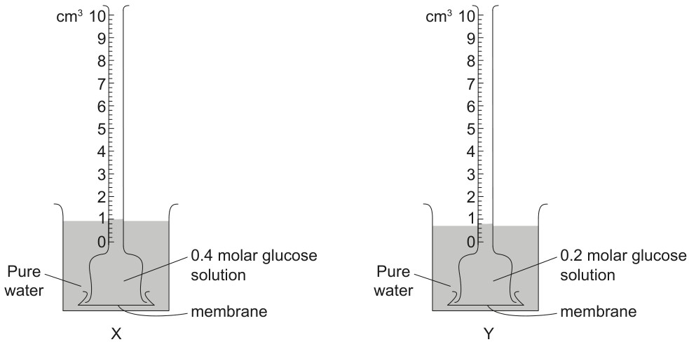 Figure for Question 1 — IB Biology SL