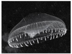 Aequorea victoria