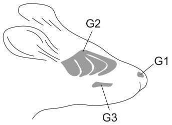 Figure for Question 1 — IB Biology SL