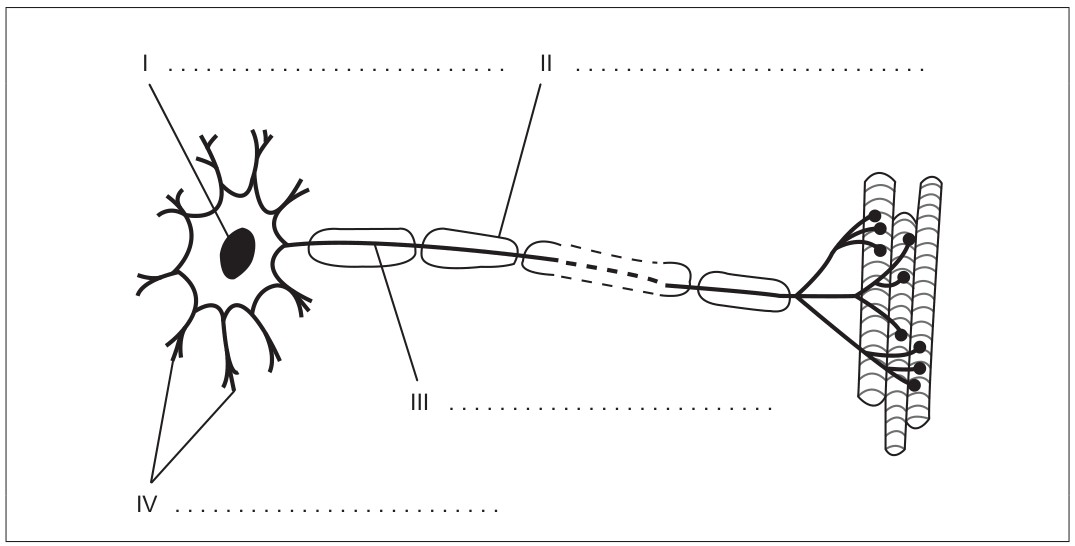 Figure for Question 1 — IB Biology SL