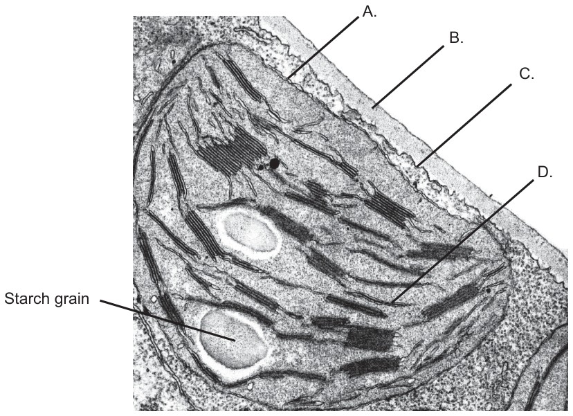 Figure for Question 1 — IB Biology SL