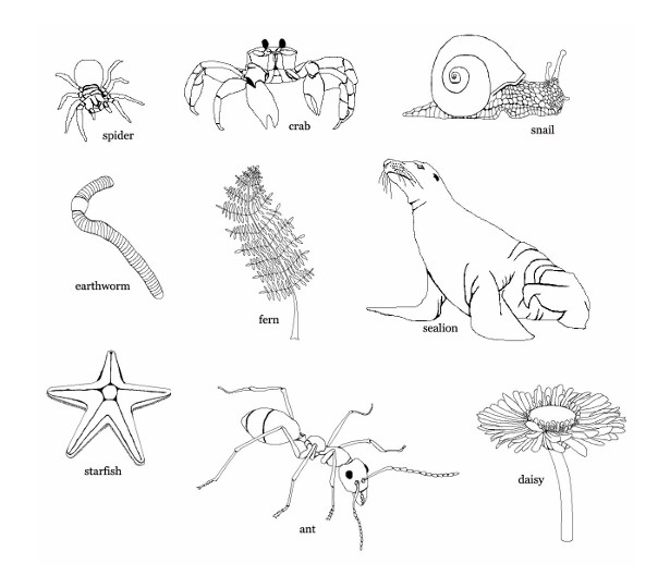 Figure for Question 1 — IB Biology SL