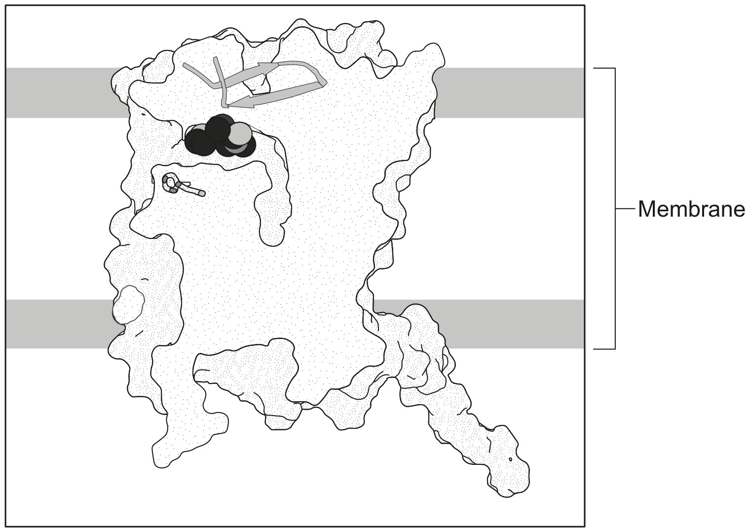 Figure for Question 1 — IB Biology HL