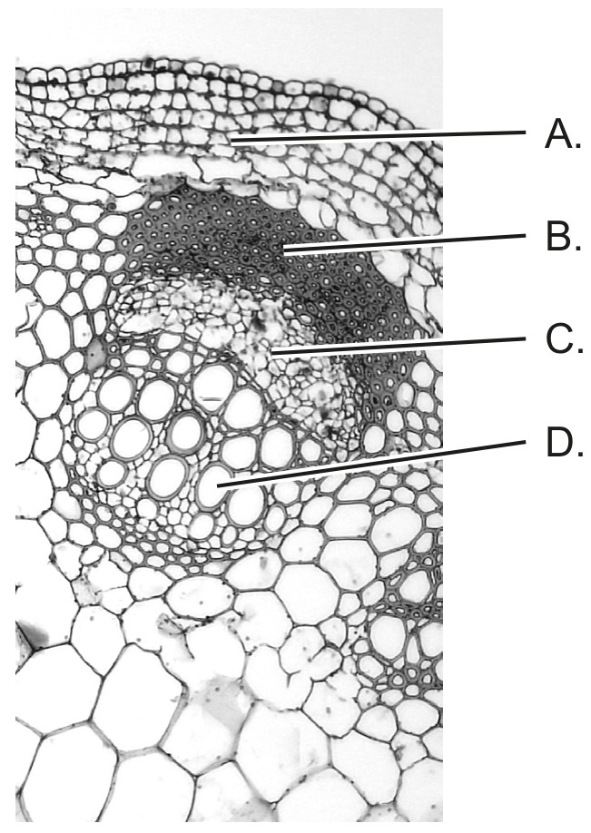 Figure for Question 1 — IB Biology HL