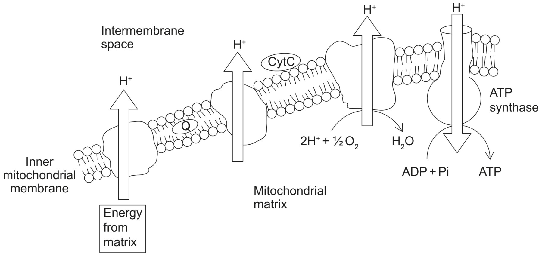 Figure for Question 1 — IB Biology HL