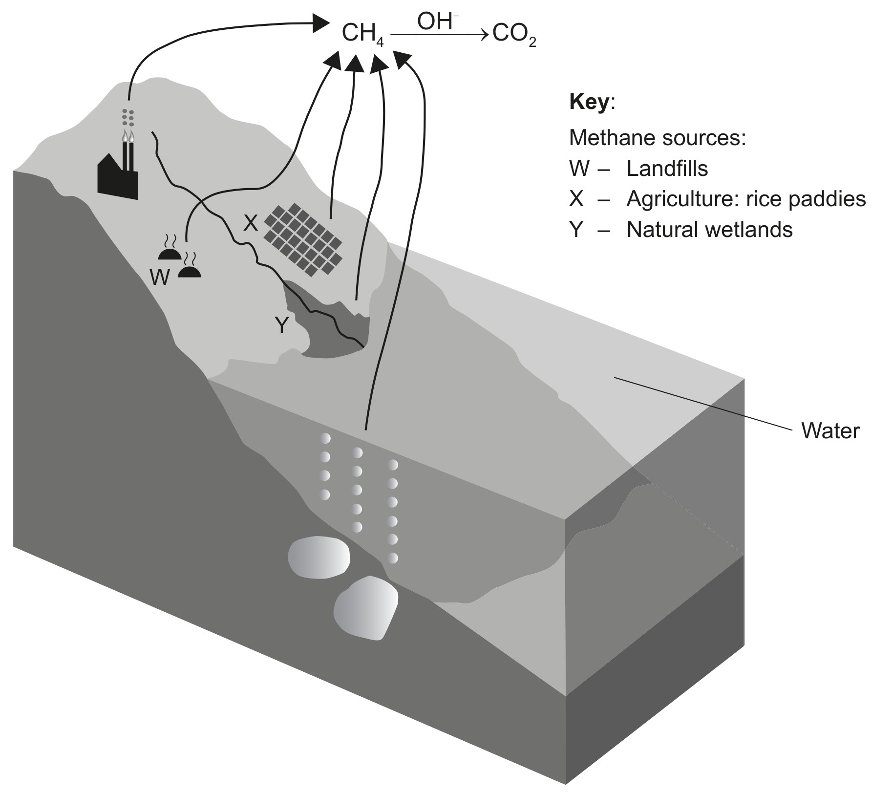 Figure for Question 1 — IB Biology HL