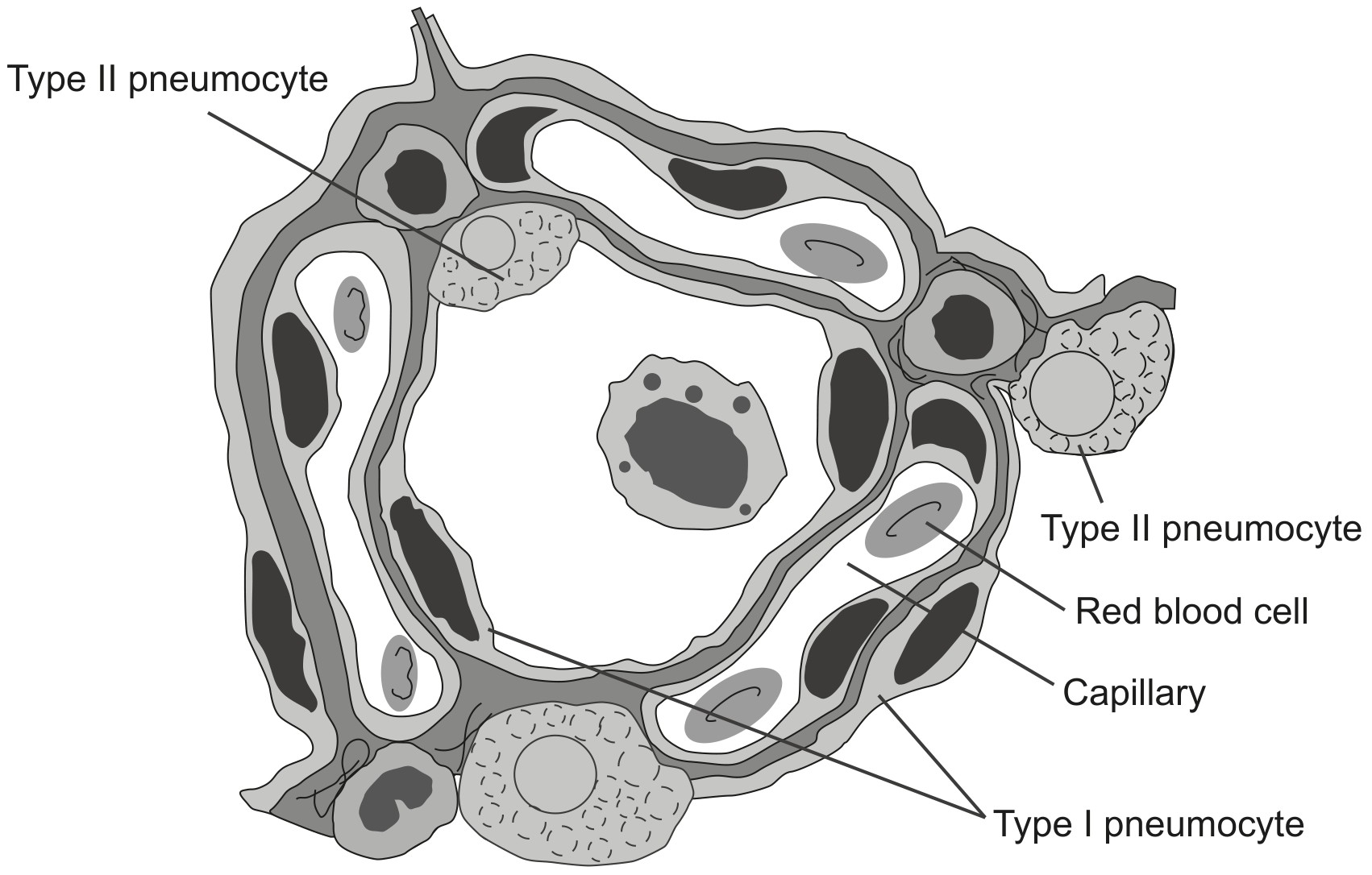Figure for Question 1 — IB Biology HL