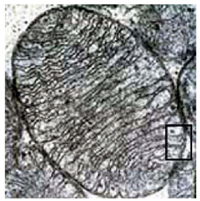 Figure for Question 1 — IB Biology HL