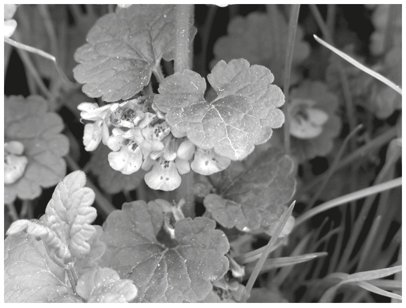 Ground ivy (Glechoma hederacea)