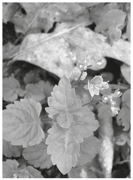 Wood speedwell (Veronica montana)