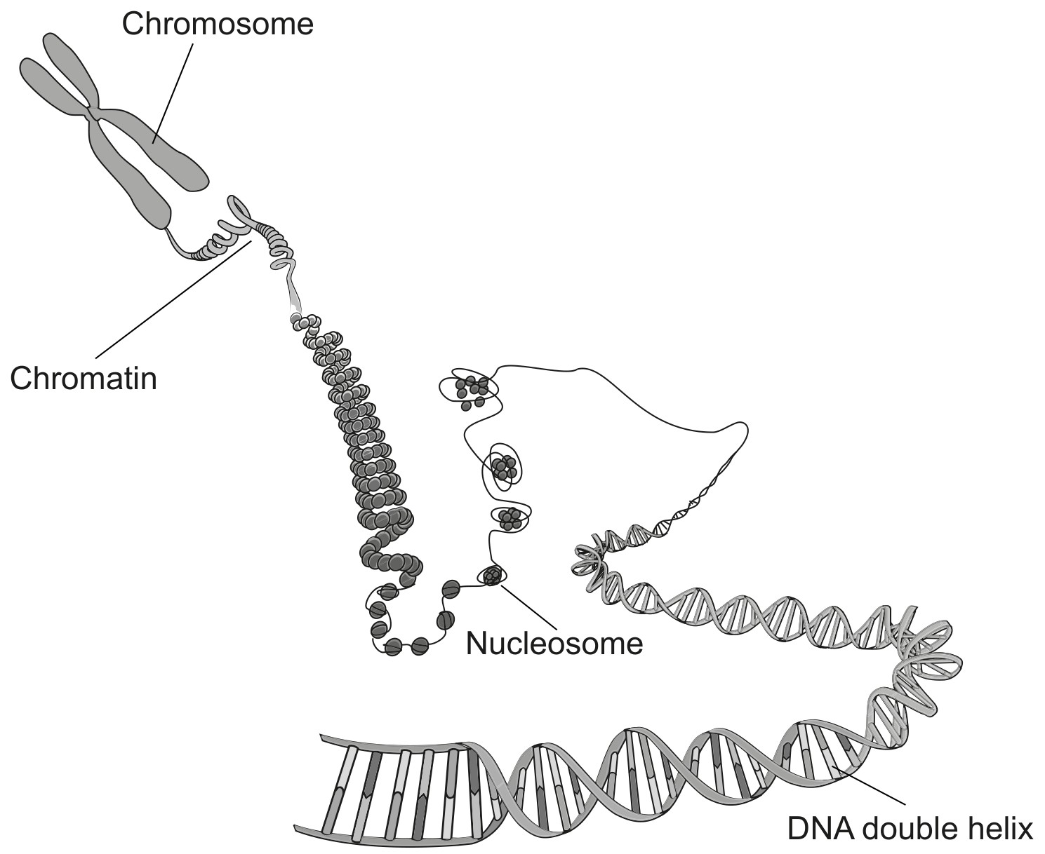 Figure for Question 1 — IB Biology HL