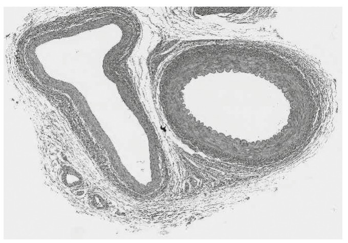 Figure for Question 1 — IB Biology HL