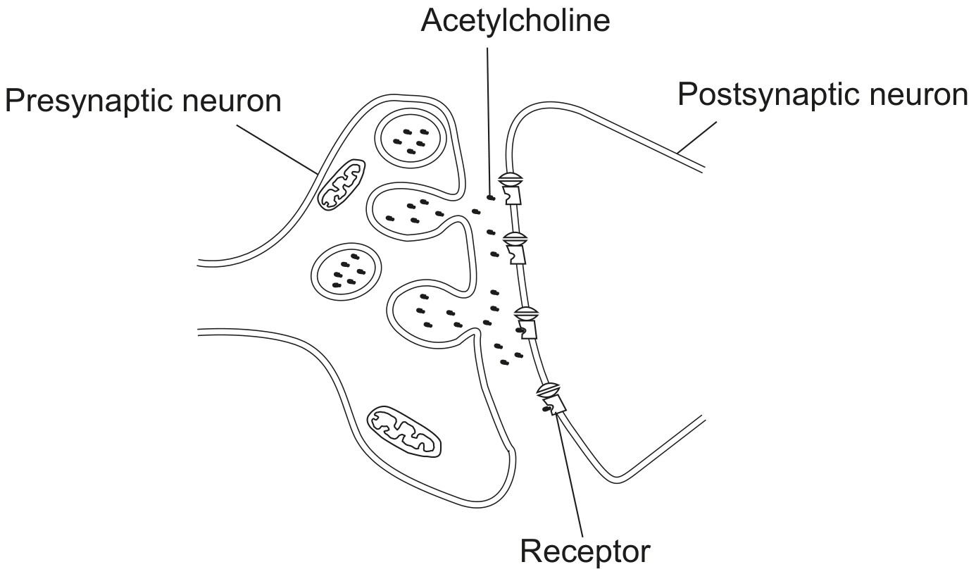 Figure for Question 1 — IB Biology HL
