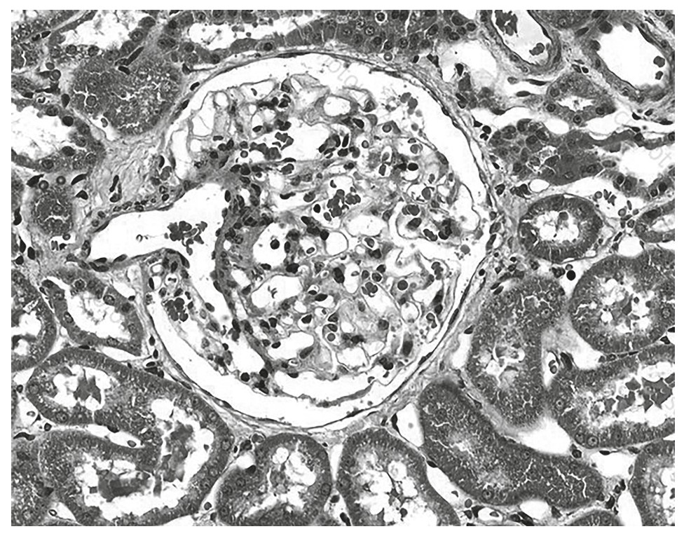 Figure for Question 1 — IB Biology HL