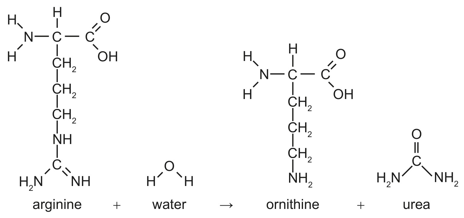 Figure for Question 1 — IB Biology HL