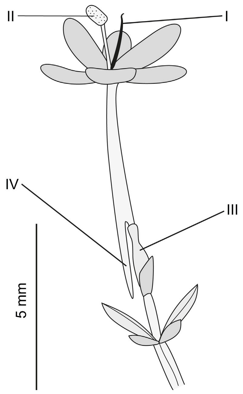 Figure for Question 1 — IB Biology HL