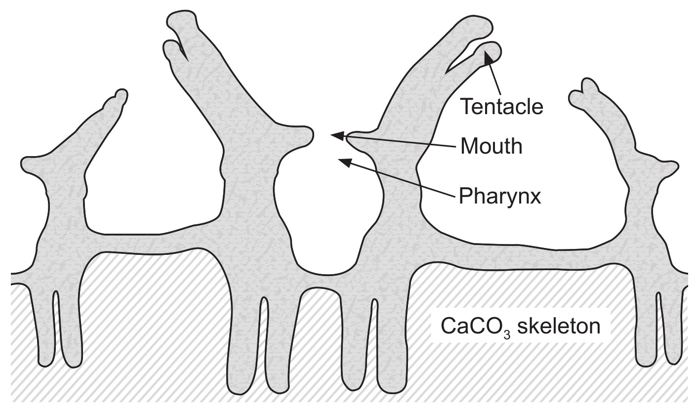 Figure for Question 1 — IB Biology SL
