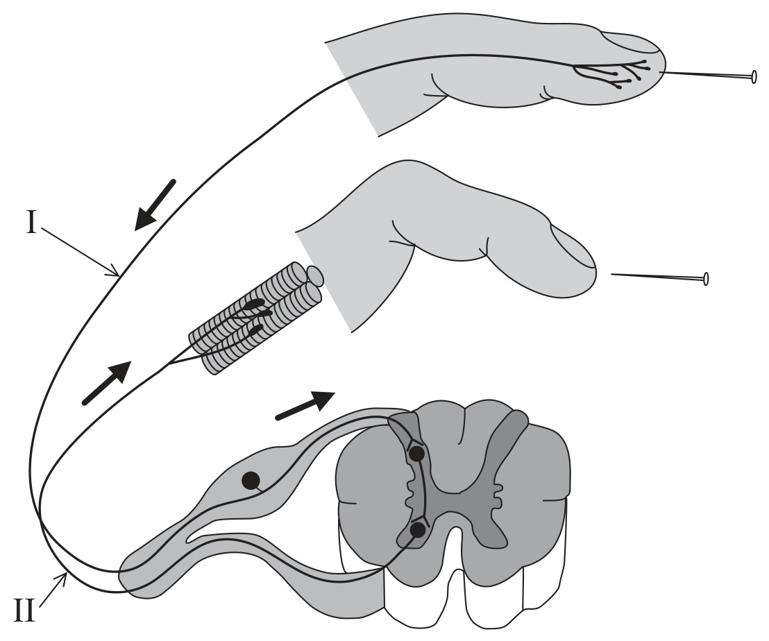 Figure for Question 1 — IB Biology SL